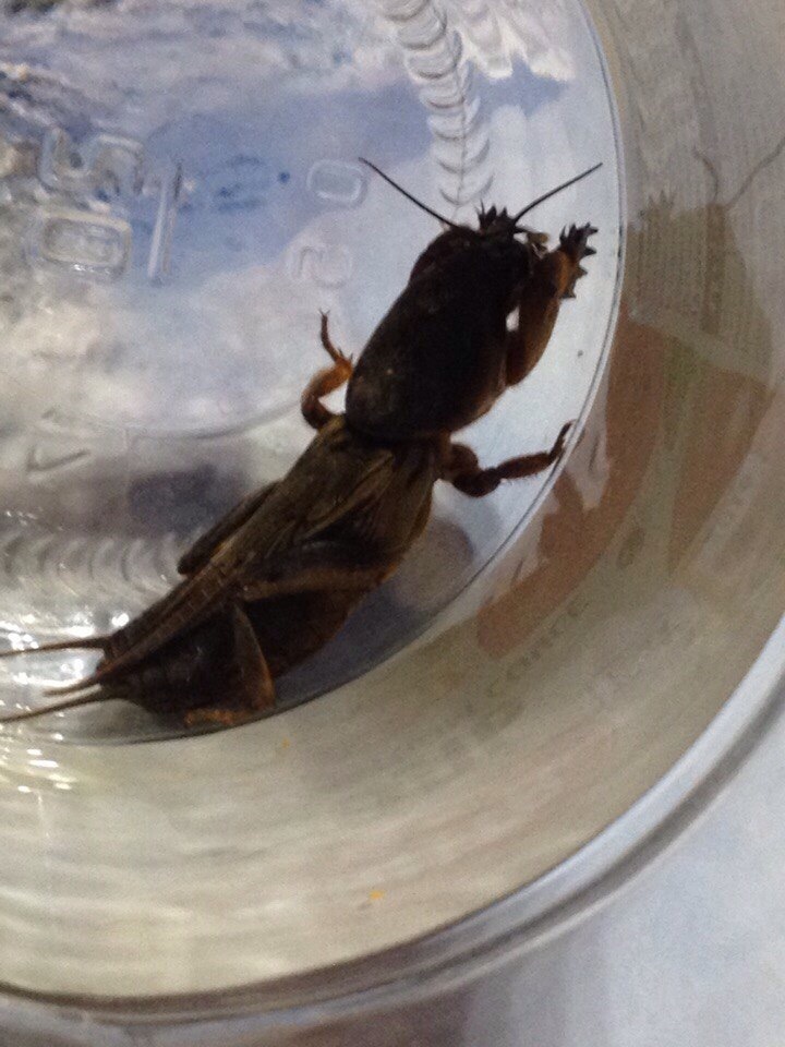 What kind of living thing? Help identify! - My, Жуки, Insects, Harmfulness, Longpost