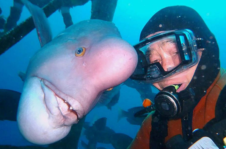 79-year-old scuba diver sees his best friend every day - A fish, Retirees, Attachment