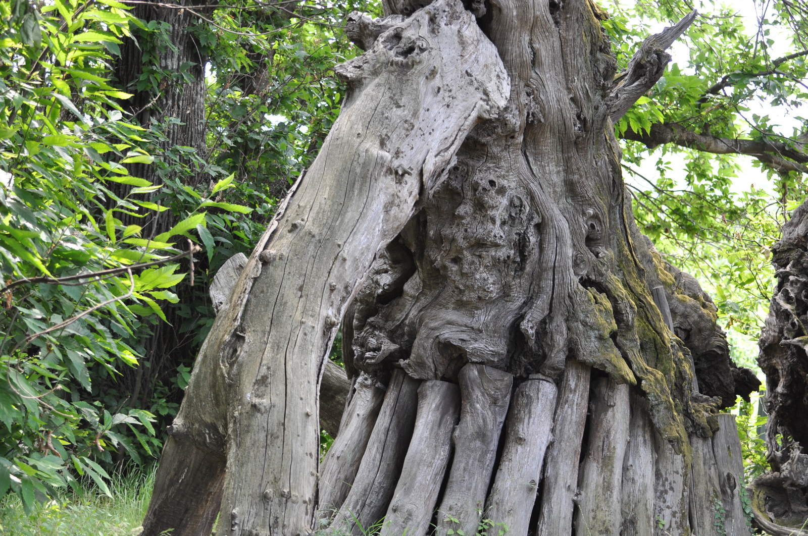 Chestnut is 3000 years old, not far from Taormina - My, Italy, Chestnut, Sicily