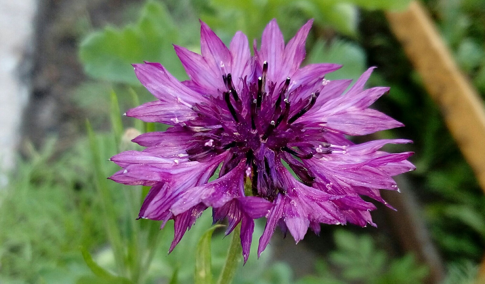 Cornflowers - My, Cornflower, Flowers