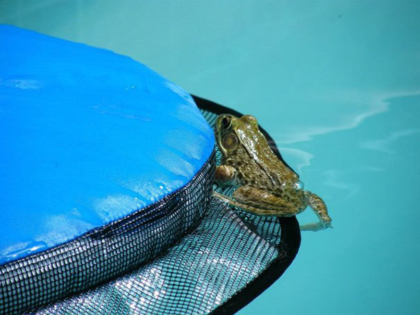 This little device is called Froglog. - The photo, Animals, Swimming pool, , Water, Longpost