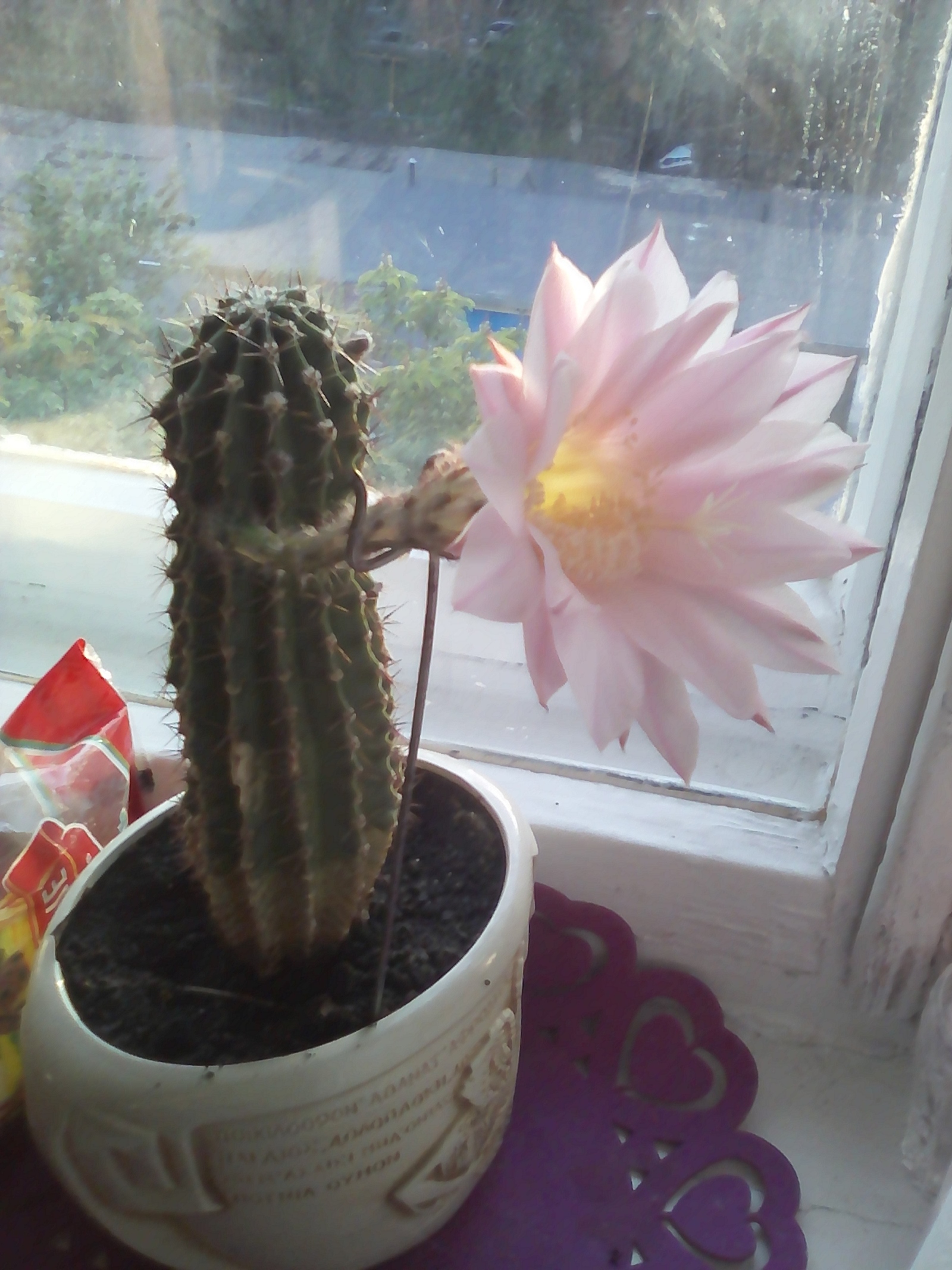 My cactus felt summer - Blooming cacti, Flowers, Cactus