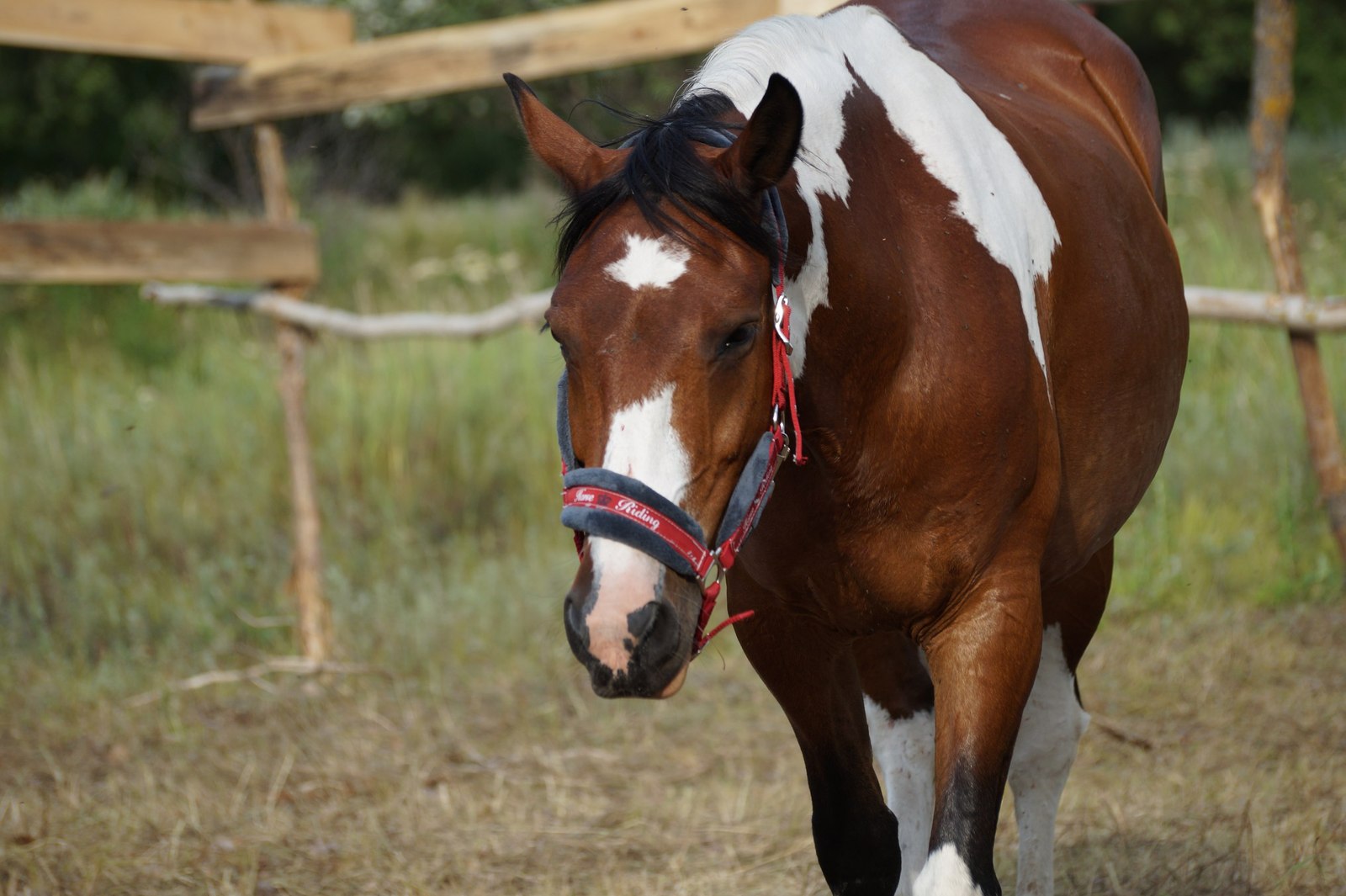 Ideal technique - My, Horses, Horses, Methodology, School, Longpost