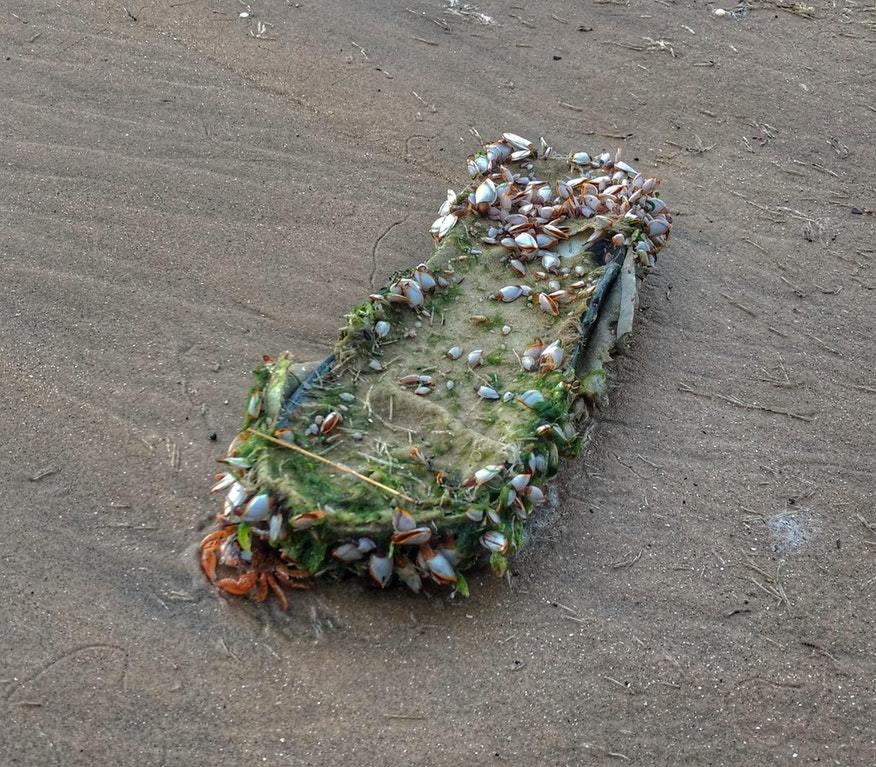 A whole colony of sea life on an old sneaker - The photo, Slippers, Crab