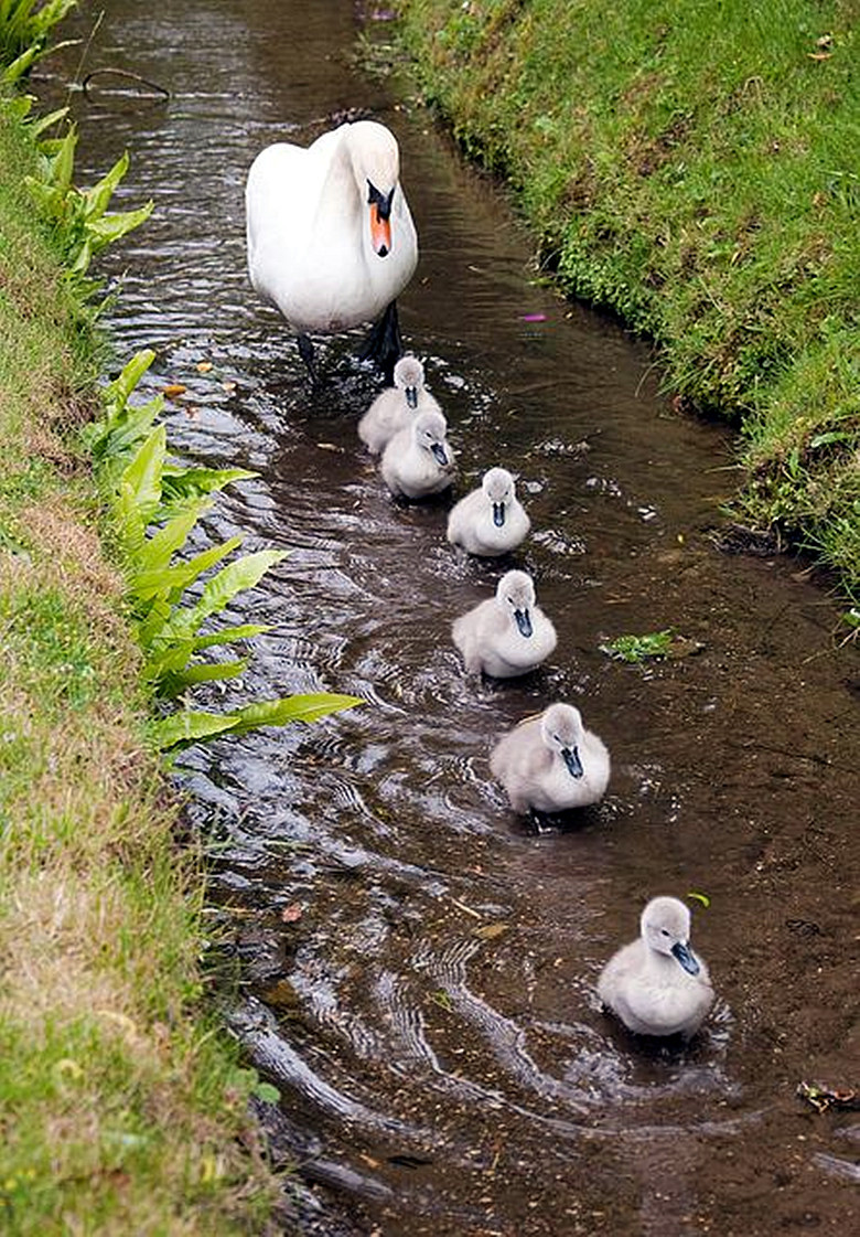 First under supervision and in shallow water - Swans, Birds, Education, Stream