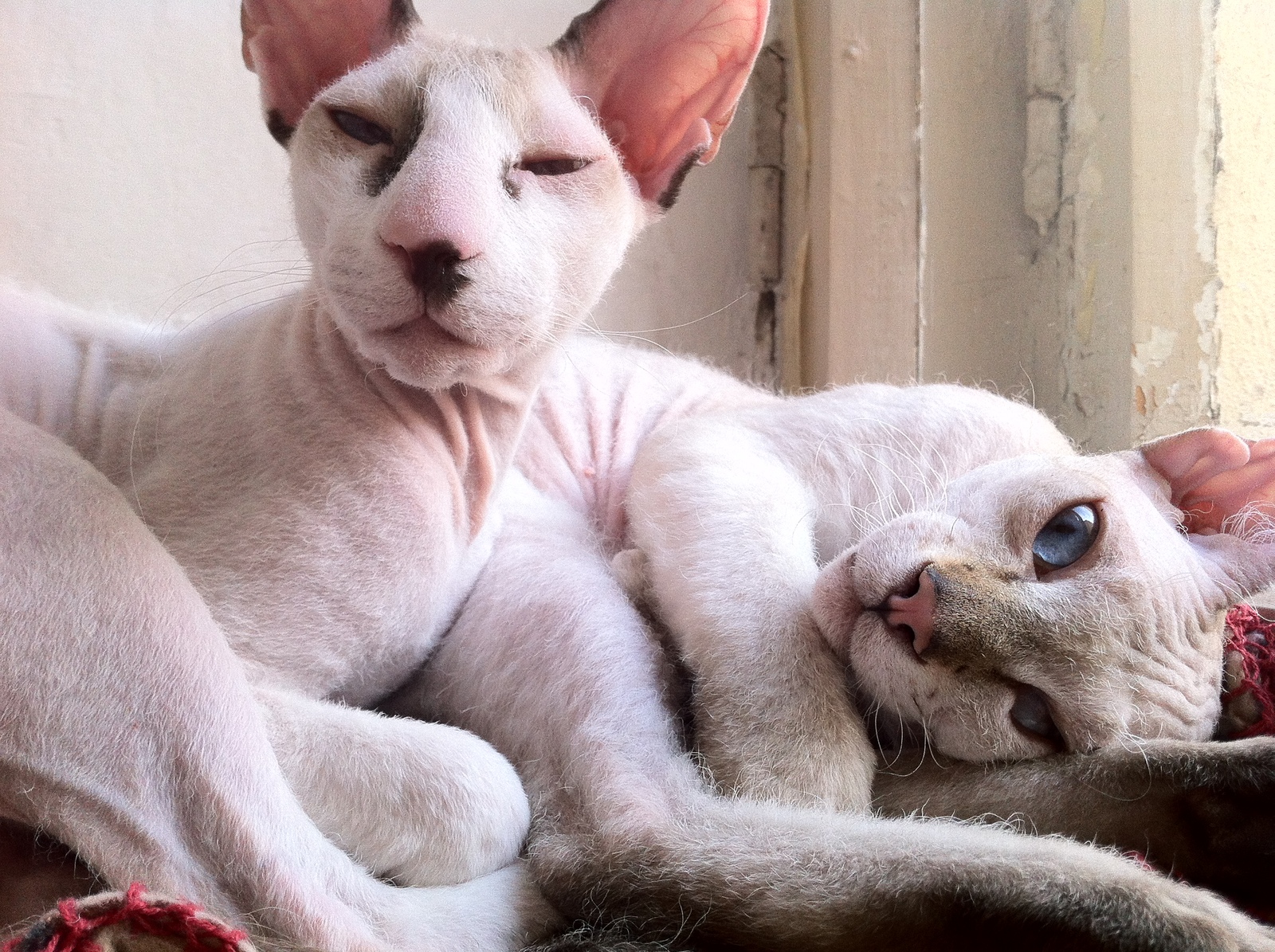 My peterbalds - My, cat, Peterbald