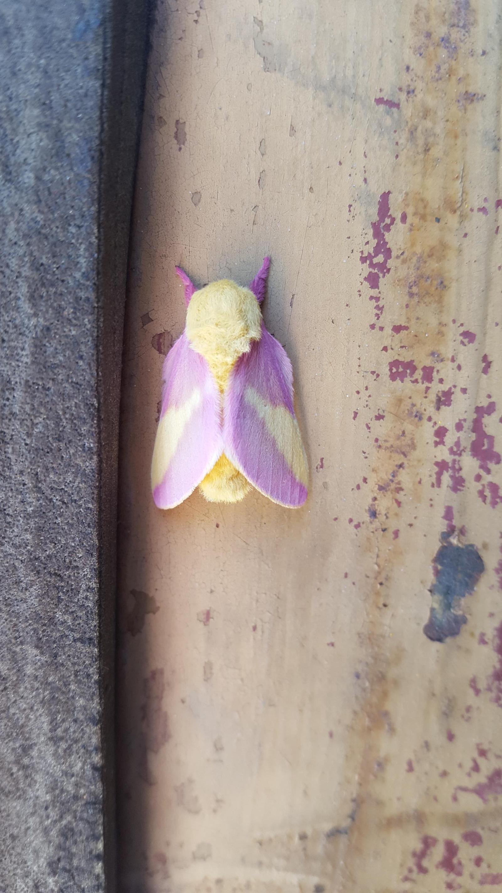 This is the most beautiful moth I have ever seen. - The photo, Moth, Beautiful, Pink maple moth, Reddit, Insects