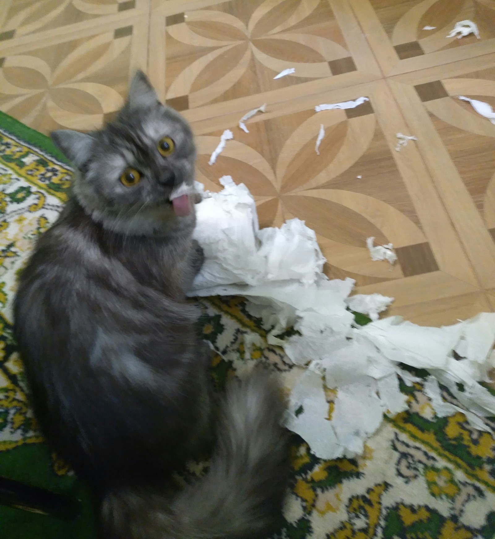 In any incomprehensible situation, show your tongue to the owner. - My, cat, Language