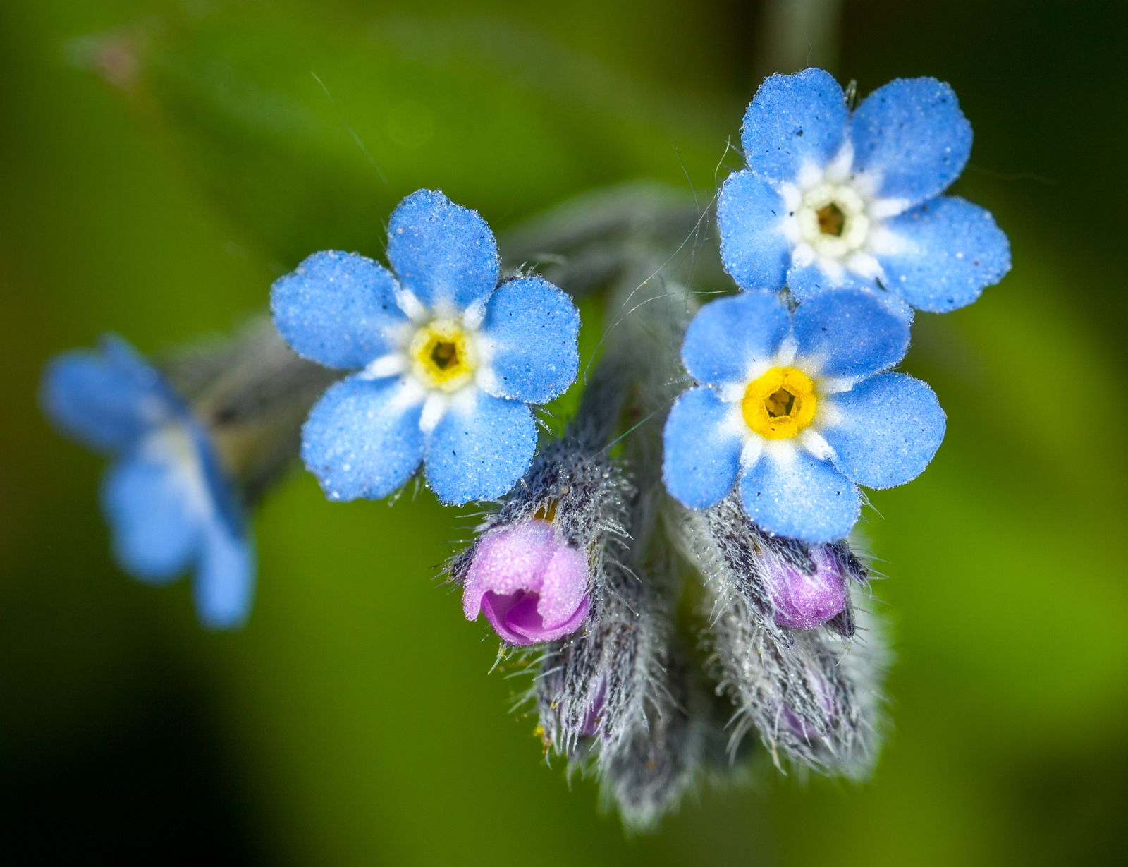 Macro hunting №113 - My, Arachnida, Caterpillar, Жуки, Butterfly, Муха, Flowers, Macrohunt, Longpost, Macro photography