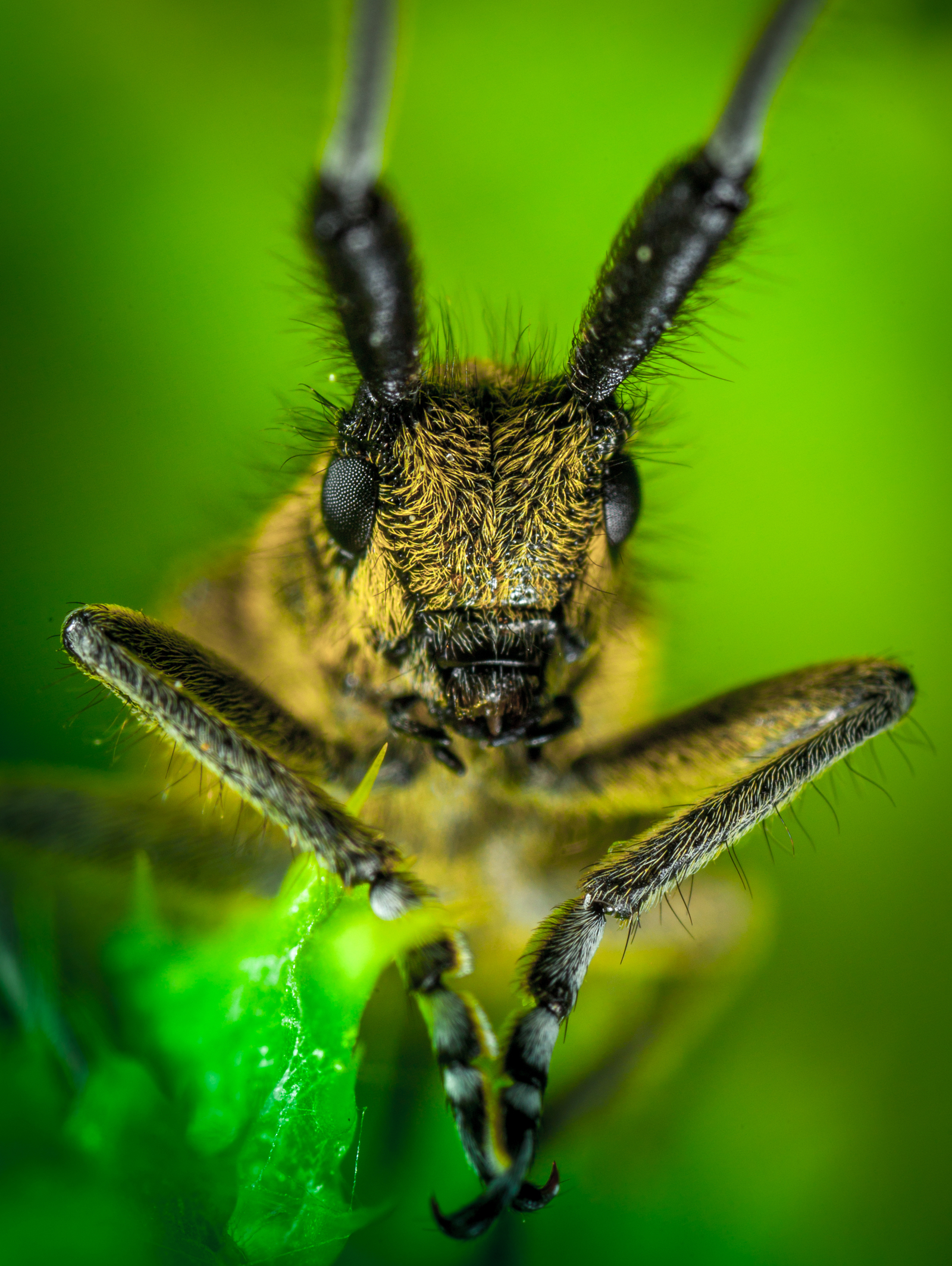 Macro hunting №113 - My, Arachnida, Caterpillar, Жуки, Butterfly, Муха, Flowers, Macrohunt, Longpost, Macro photography