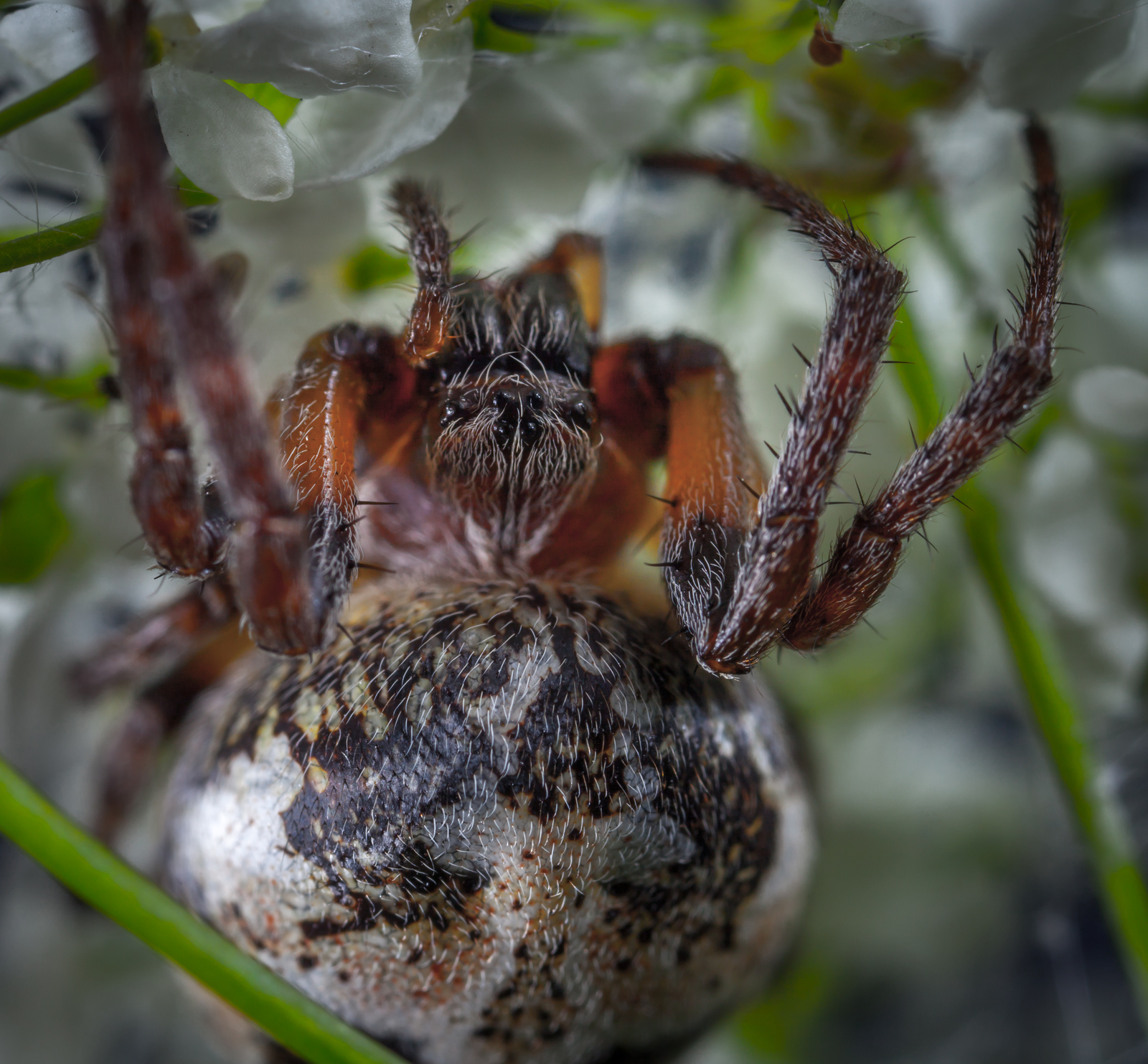 Macro hunting №113 - My, Arachnida, Caterpillar, Жуки, Butterfly, Муха, Flowers, Macrohunt, Longpost, Macro photography