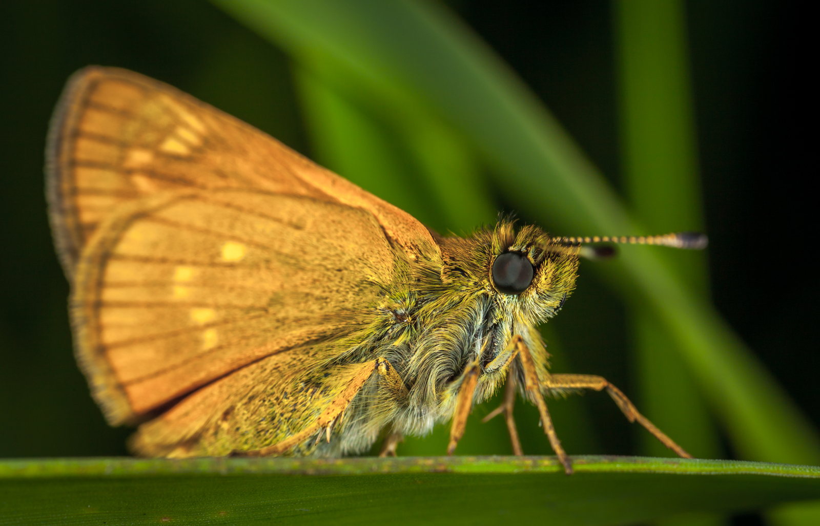 Macrophotographer's Notes: Fathead - My, fathead, Butterfly, Macro, Insects, Mp-e 65 mm, Longpost, Macro photography