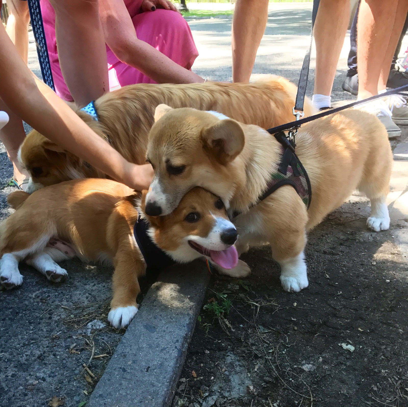 At first it seemed that one dog wanted to eat another .. - Corgi, Dog, It seemed