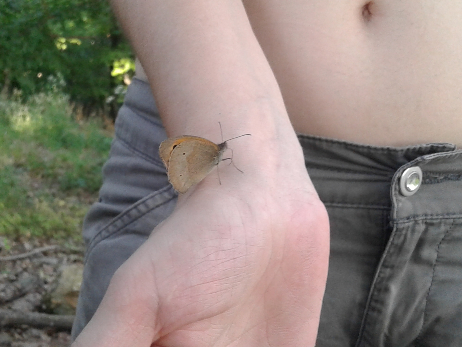 Butterflies - My, Butterfly, Nature, Longpost