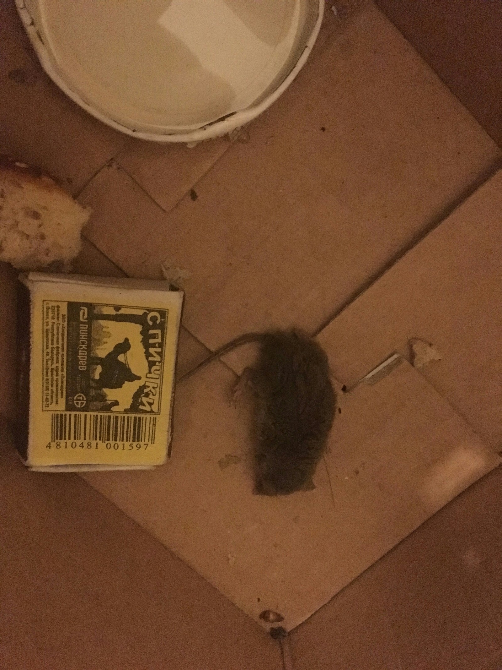 Unidentified Gnawing Object - Rodents, Uncertainty, Mouse, Rat, What's this?, Longpost