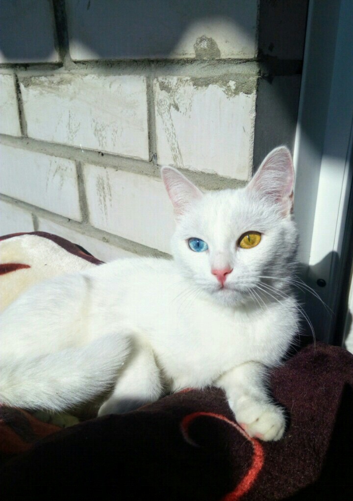 My cat) - My, , Heterochromia, cat