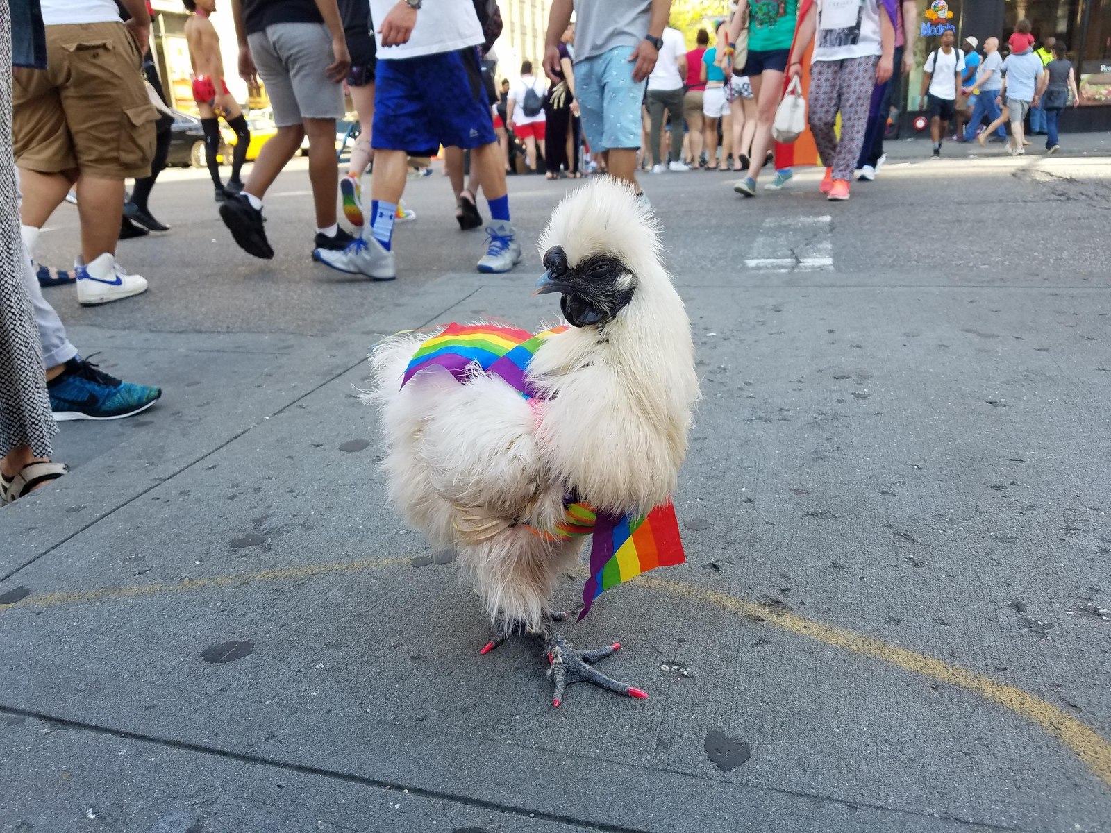 Петух на гей параде в Нью-Йорке | Пикабу