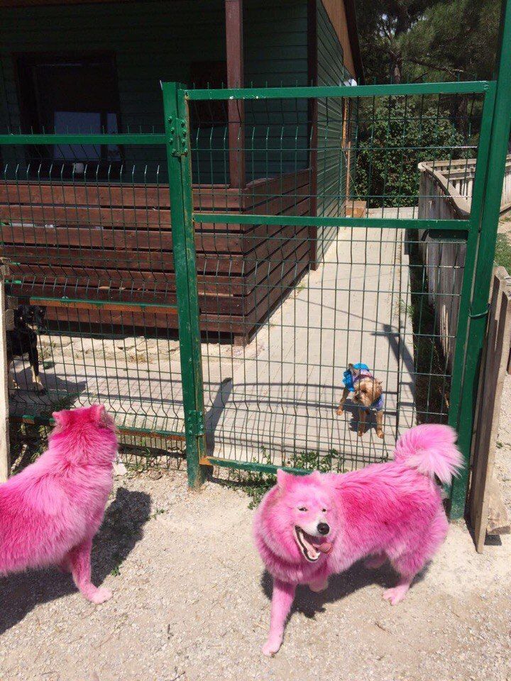 Pink Samoyeds found in the forest near Gelendzhik - Samoyed, Dog, Longpost