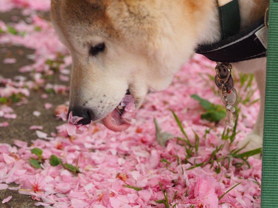 If it smells good, then it tastes good - Milota, Dog, Flowers