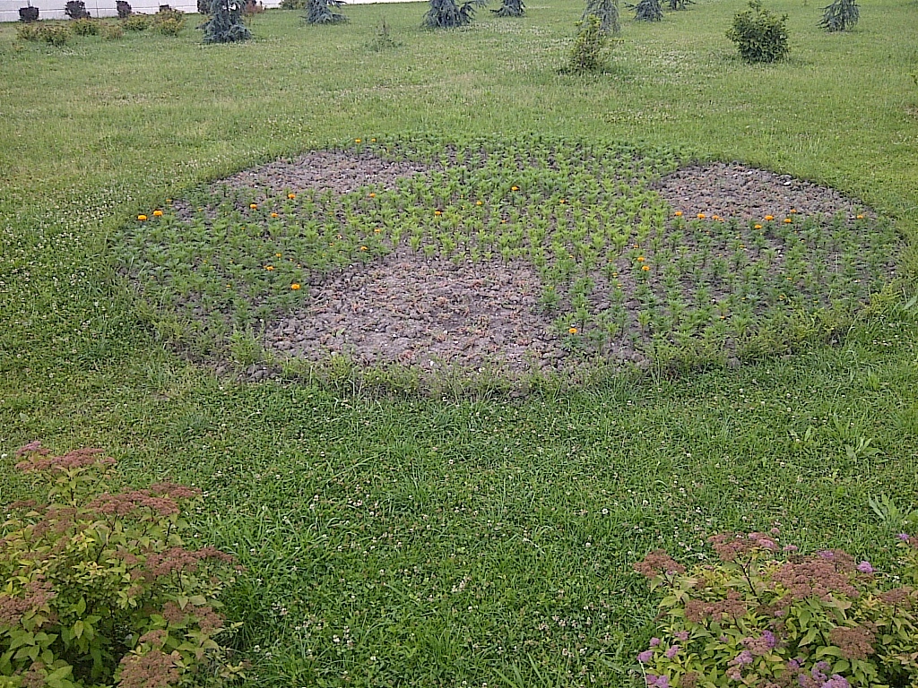 Radioactive pot. - My, Radiation, Flower bed, Creative, Greenery