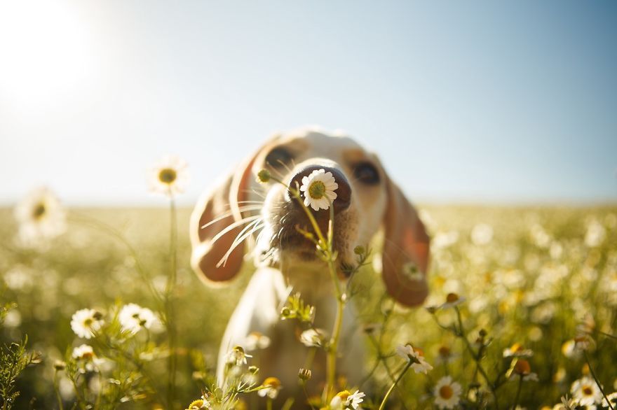 The best dog pictures of 2017 - The photo, Dog, Once upon a time there was a dog, Photogenic, A selection, Puppies, Milota, Longpost