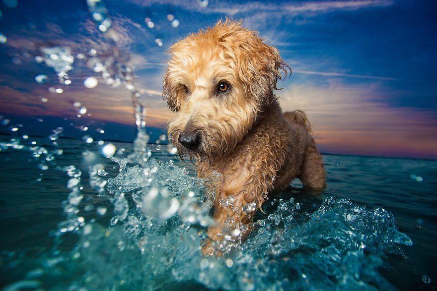 The best dog pictures of 2017 - The photo, Dog, Once upon a time there was a dog, Photogenic, A selection, Puppies, Milota, Longpost