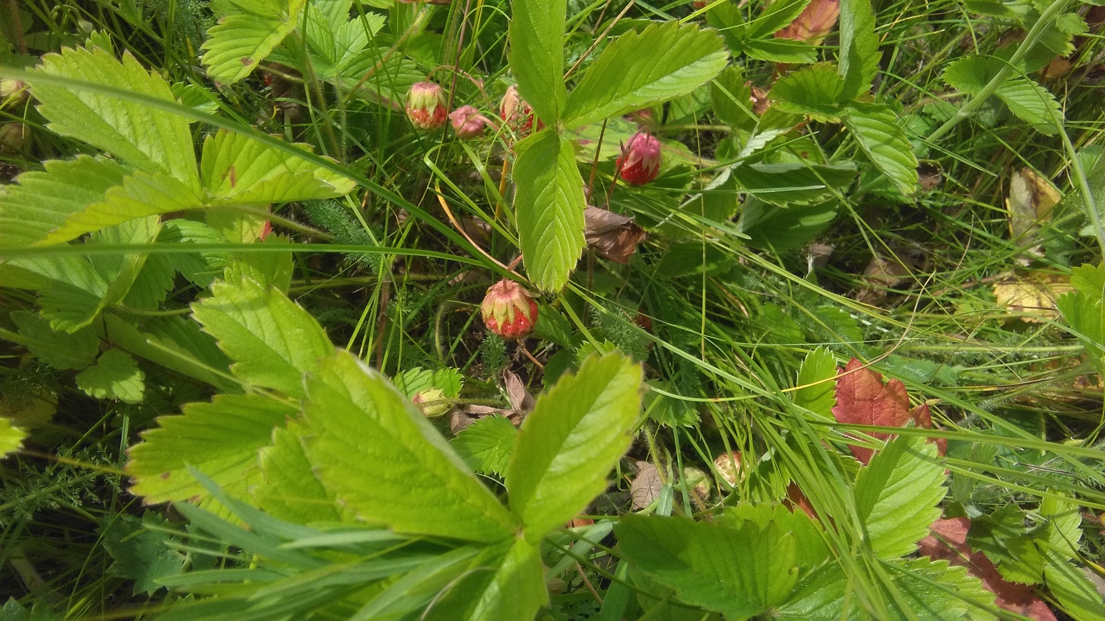 Strawberry - My, Strawberry, Nature, The photo, Longpost