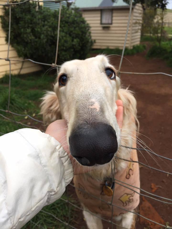 Who is a good long-nosed boy? - Dog, Nose, Sight