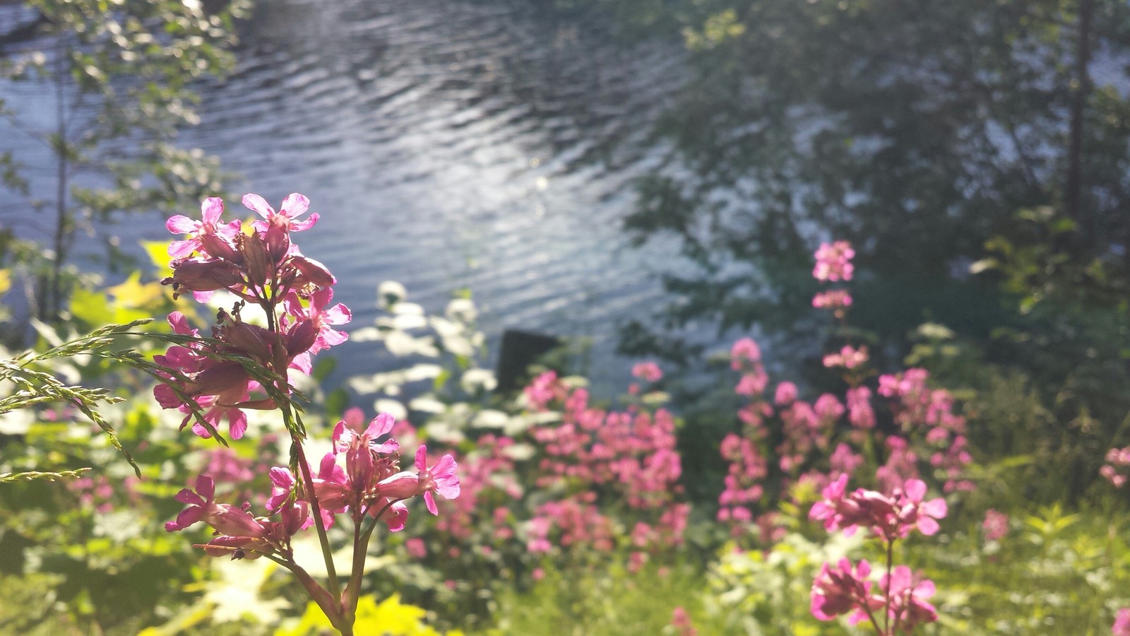 Photo - My, The photo, Flowers, Focus, Macro, No filters, Macro photography