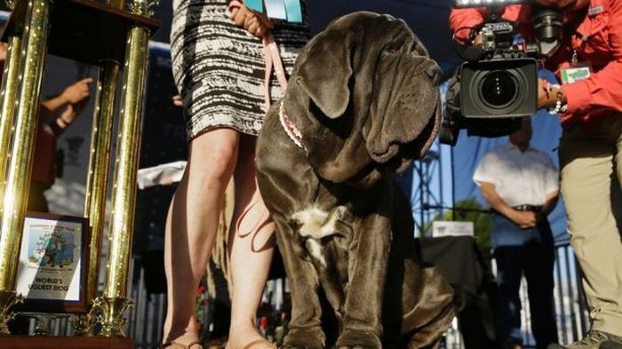 In the US, they chose the ugliest dog in the world - Competition, Dog, Mastiff, Ugly, USA, Longpost