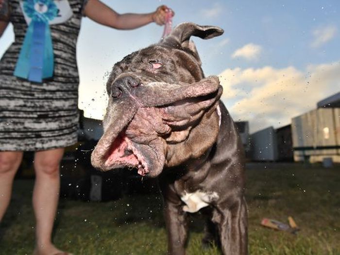 In the US, they chose the ugliest dog in the world - Competition, Dog, Mastiff, Ugly, USA, Longpost