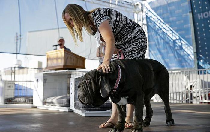 In the US, they chose the ugliest dog in the world - Competition, Dog, Mastiff, Ugly, USA, Longpost