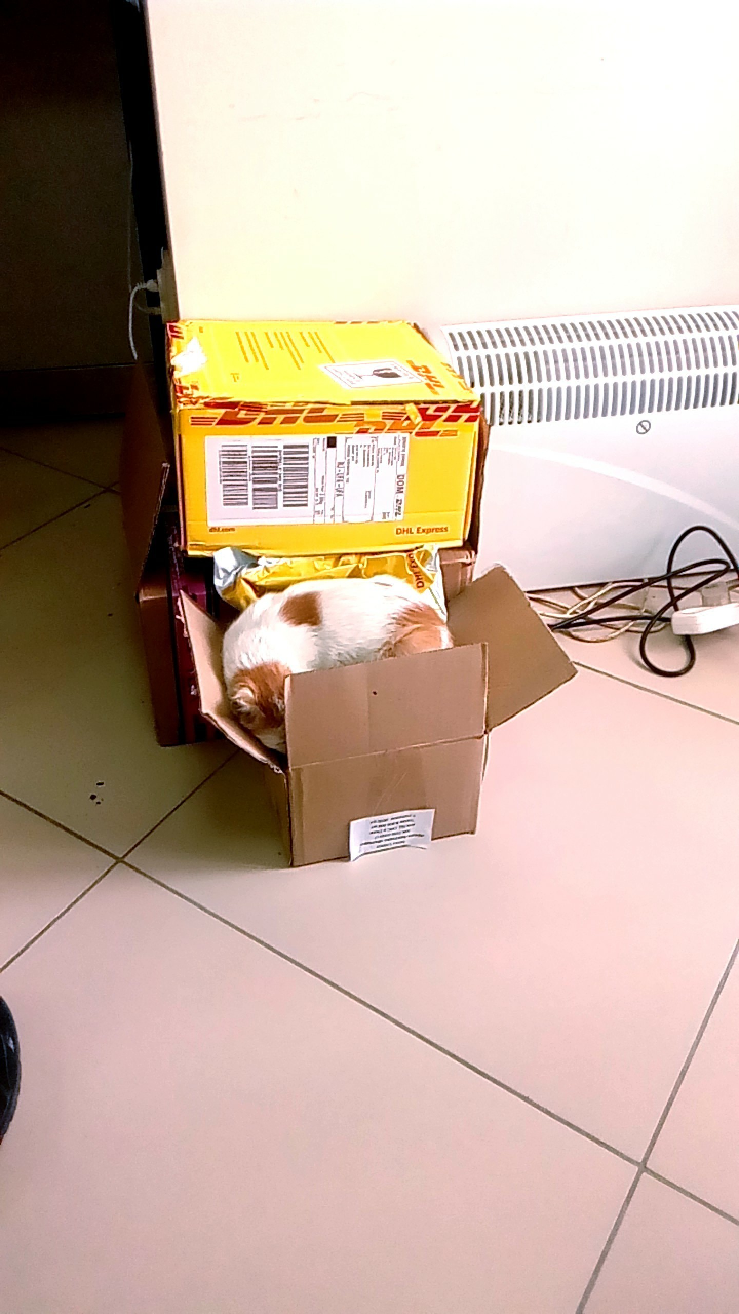 Sent by mail :) - Post office, cat, Longpost