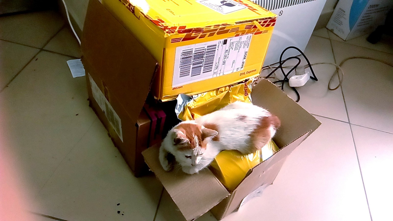 Sent by mail :) - Post office, cat, Longpost