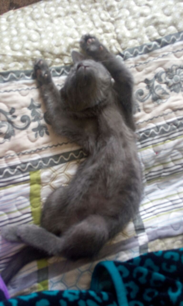 Hello everyone, I found a kitten on the street, I decided to take it home. Connoisseurs tell me what kind of breed. Looks like a Russian blue. - Cat kitten, cat, Longpost