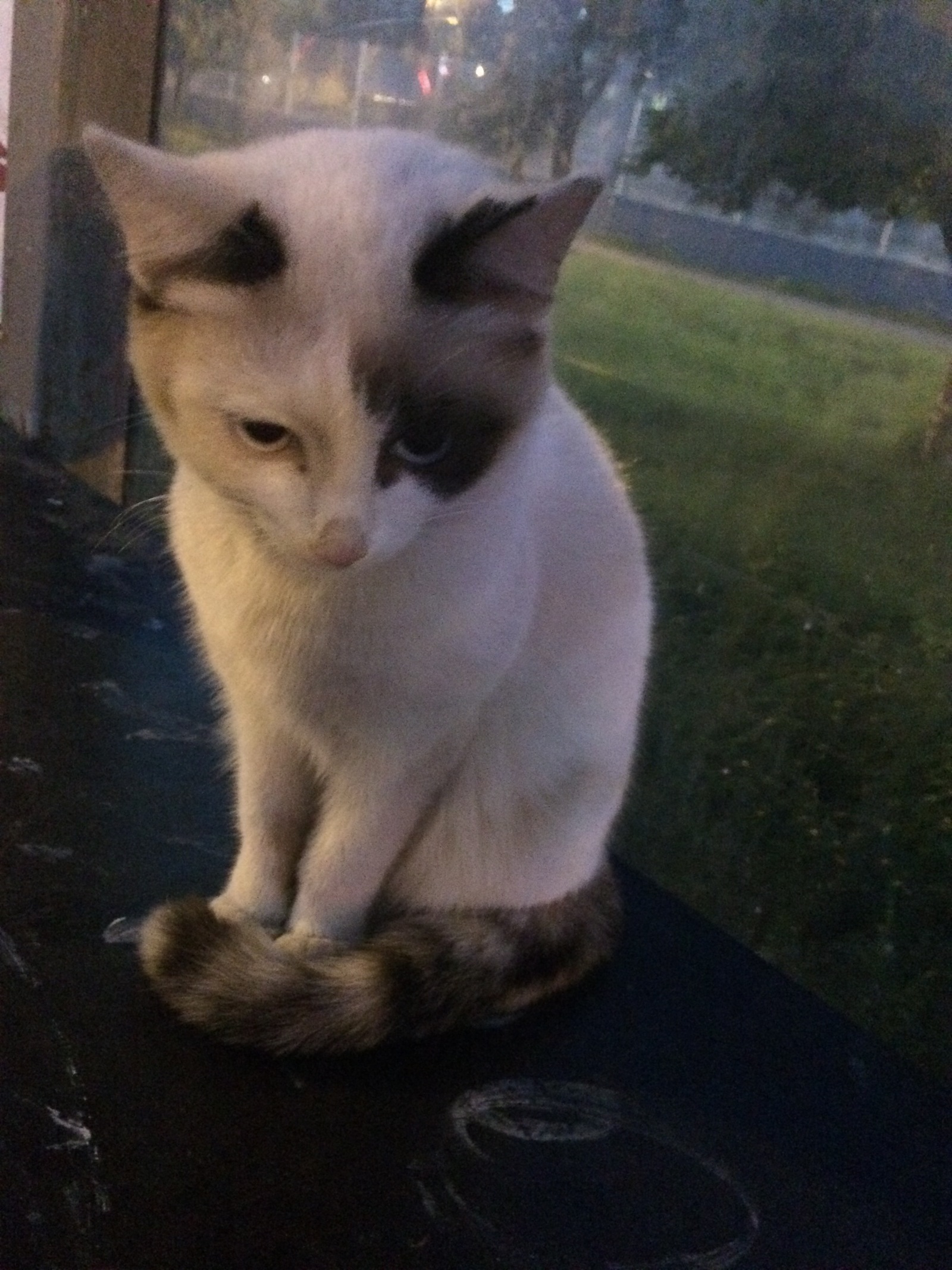 Naberezhnye Chelny. Has anyone lost a cat? - My, cat, The missing, Find, A loss, Naberezhnye Chelny, Longpost, Help