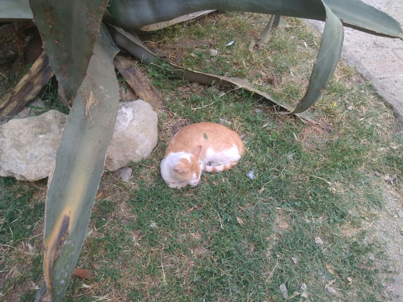 Kotikov Square in Kotor. Cats are everywhere... PS Montenegro, heat + 30 - My, Funny cats, Kotor, Montenegro, Longpost, cat, The photo