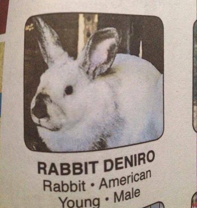 The best name for a rabbit - 9GAG, Robert DeNiro, Rabbit