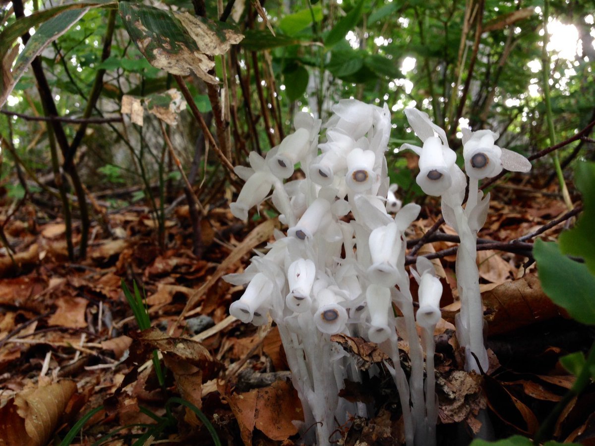 Flowers from some dark fairy tale - Flowers, Forest, , Not like everyone else, special