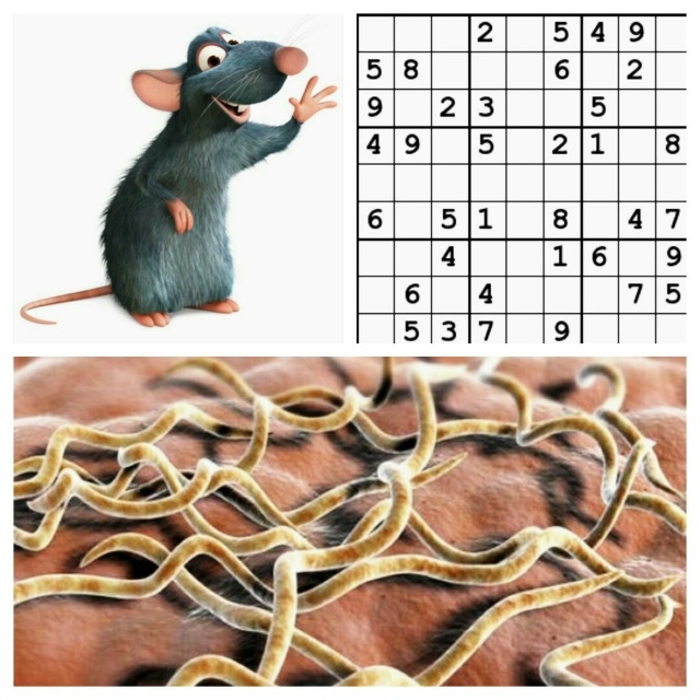 When it is important to know the difference between sodoku and sudoku, or the consequences of a rat bite. - My, The medicine, Rat, , Infectious diseases Hospital