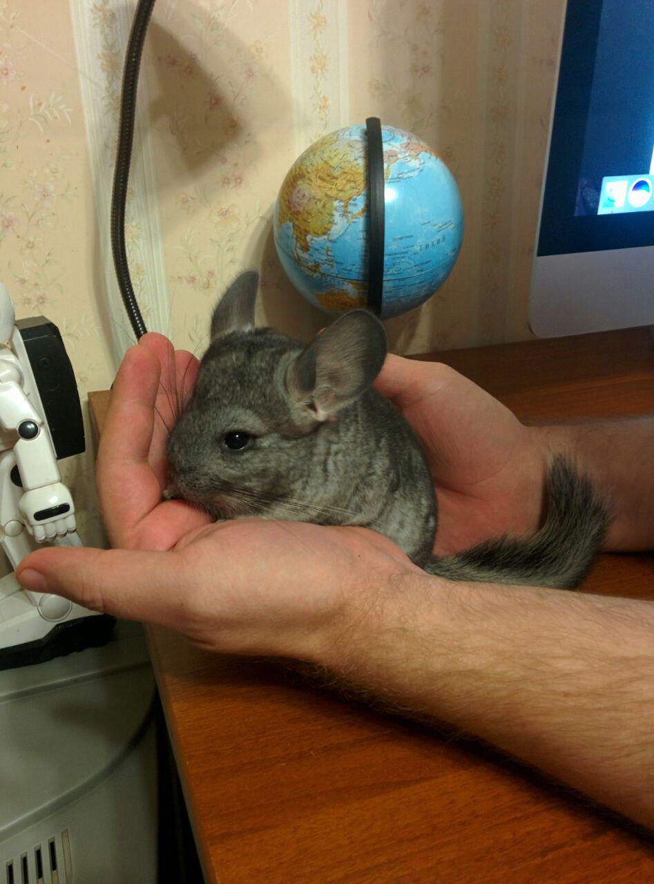 I will give the beast - My, Chinchilla, In good hands, Longpost, Moscow