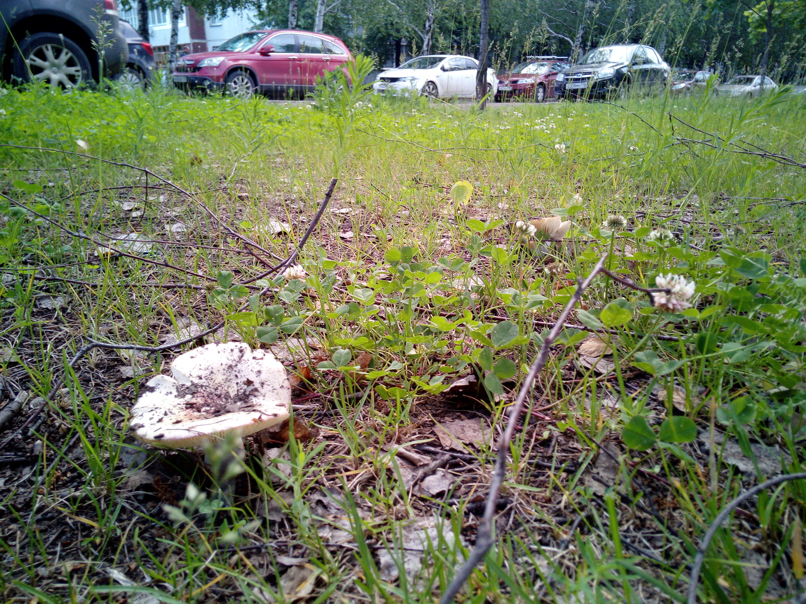 Mushrooms in the city, the wrong summer. - My, Mushrooms, , Naberezhnye Chelny