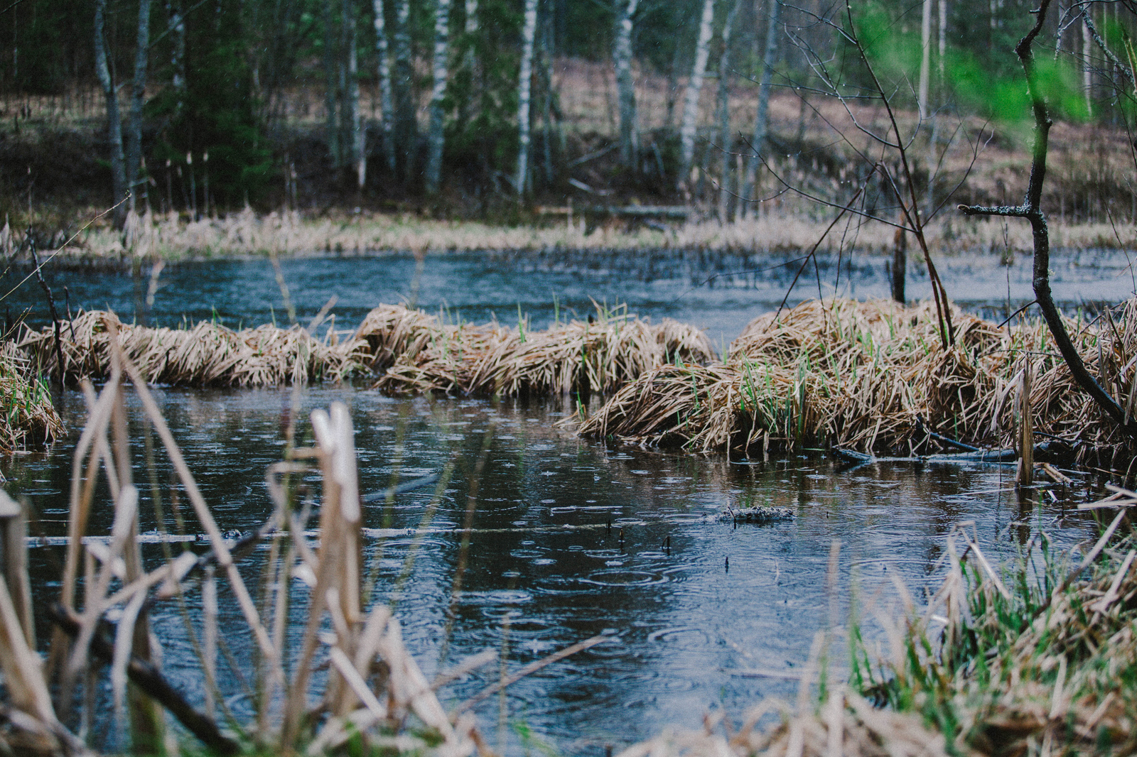 Tver Oblast - My, Photographer, The nature of Russia, Nature, Nature photo, Lake, Longpost