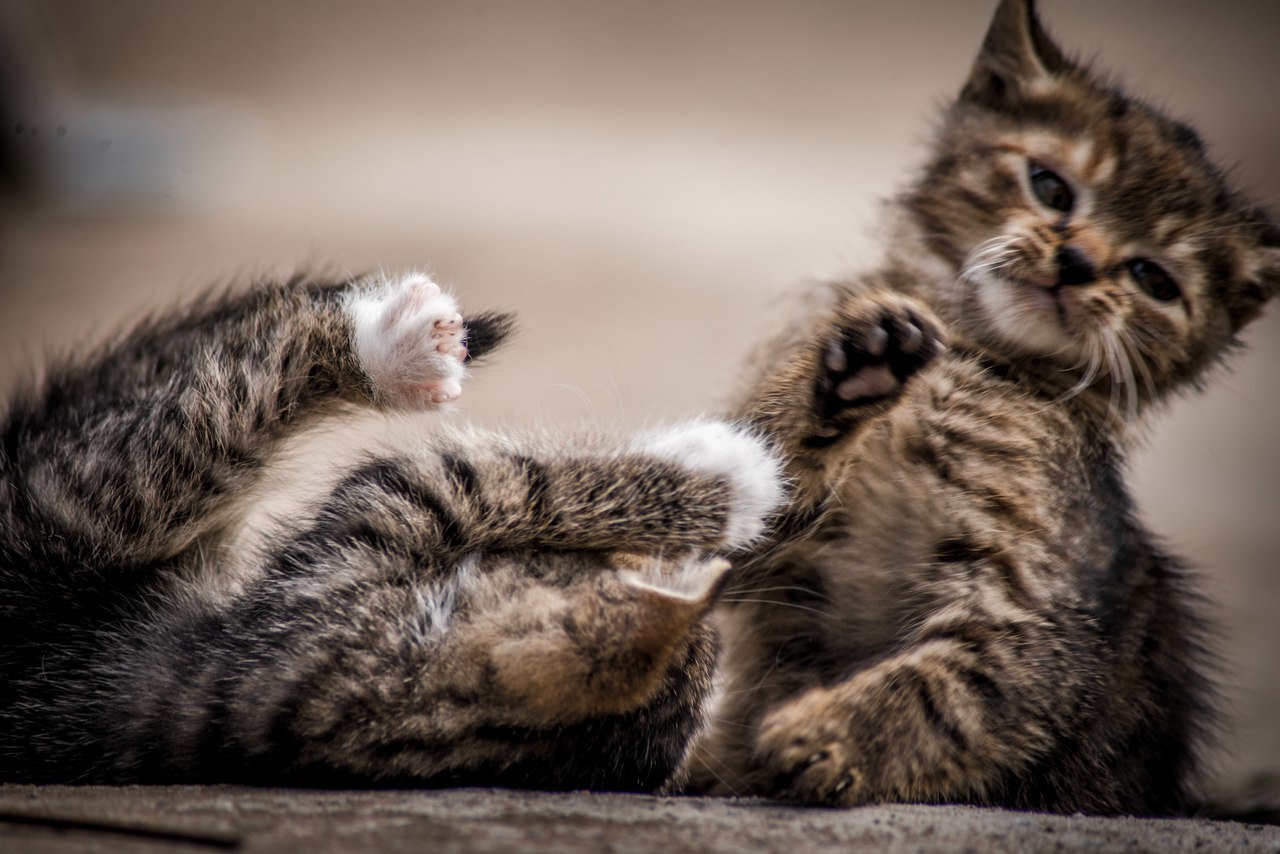 And today our cat gave birth to kittens yesterday! (St. Petersburg) - My, In good hands, Cats and kittens, cat