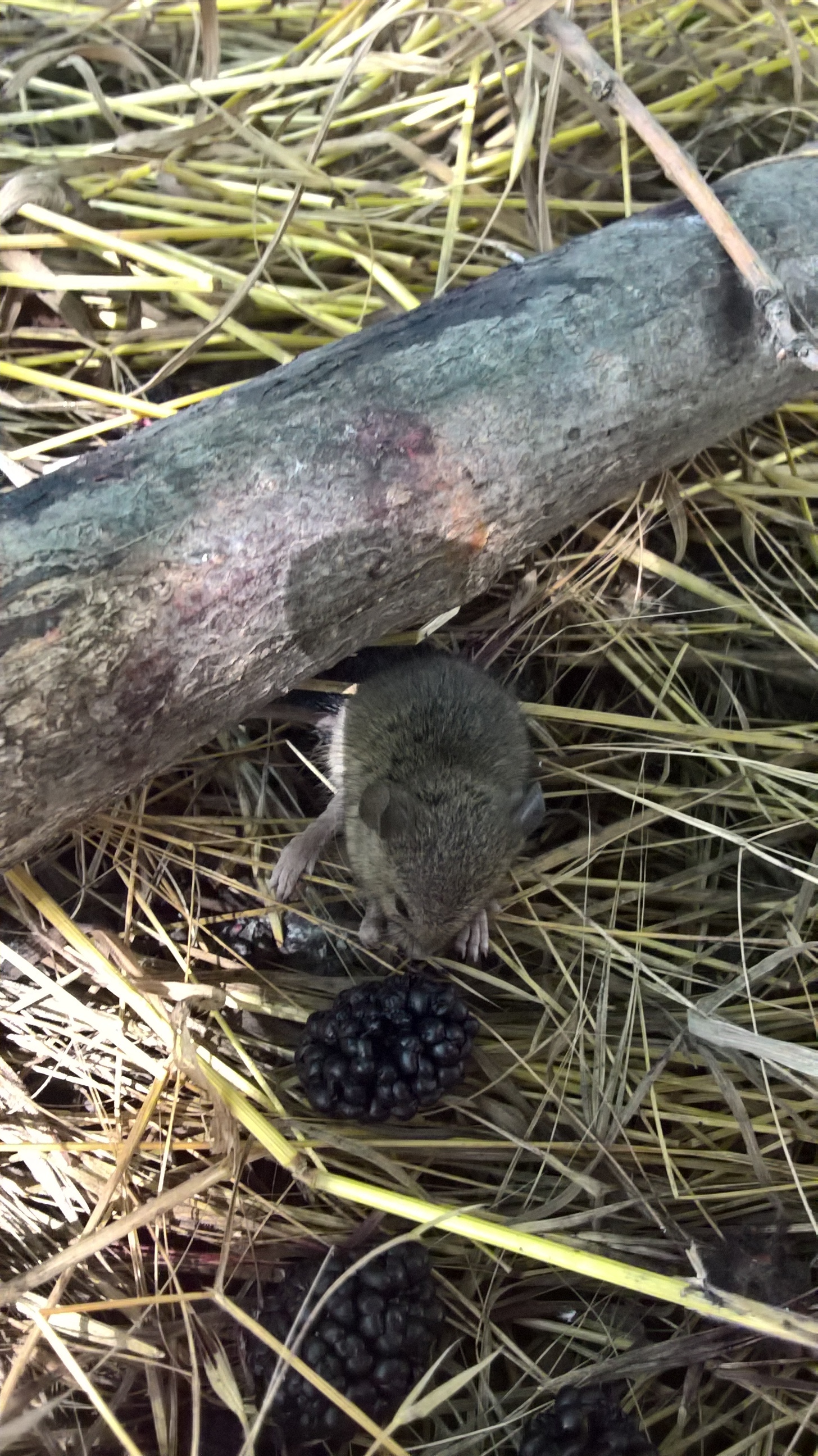 Crumb - My, Summer practise, Mouse, Vole, Milota, Longpost