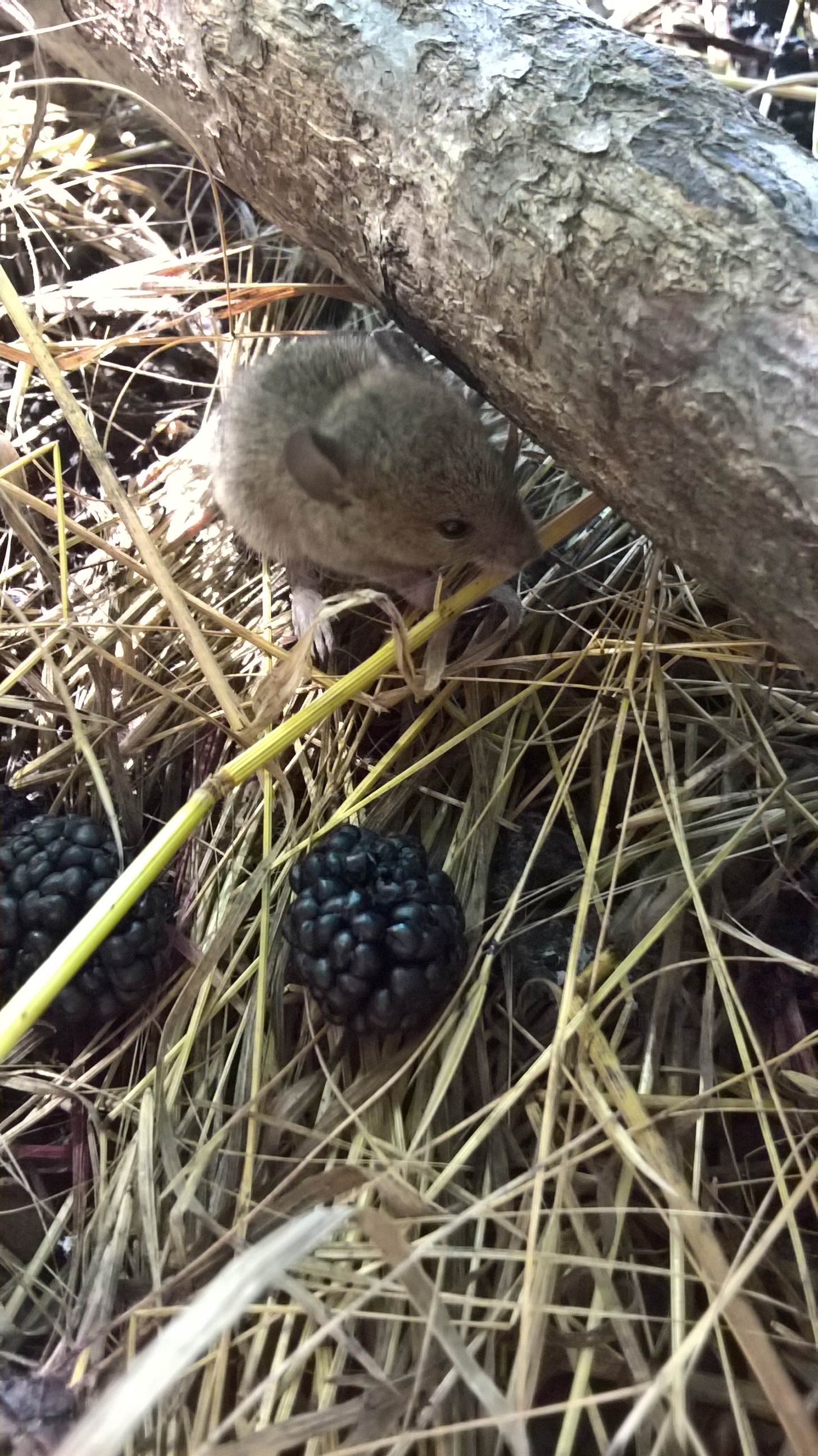 Crumb - My, Summer practise, Mouse, Vole, Milota, Longpost