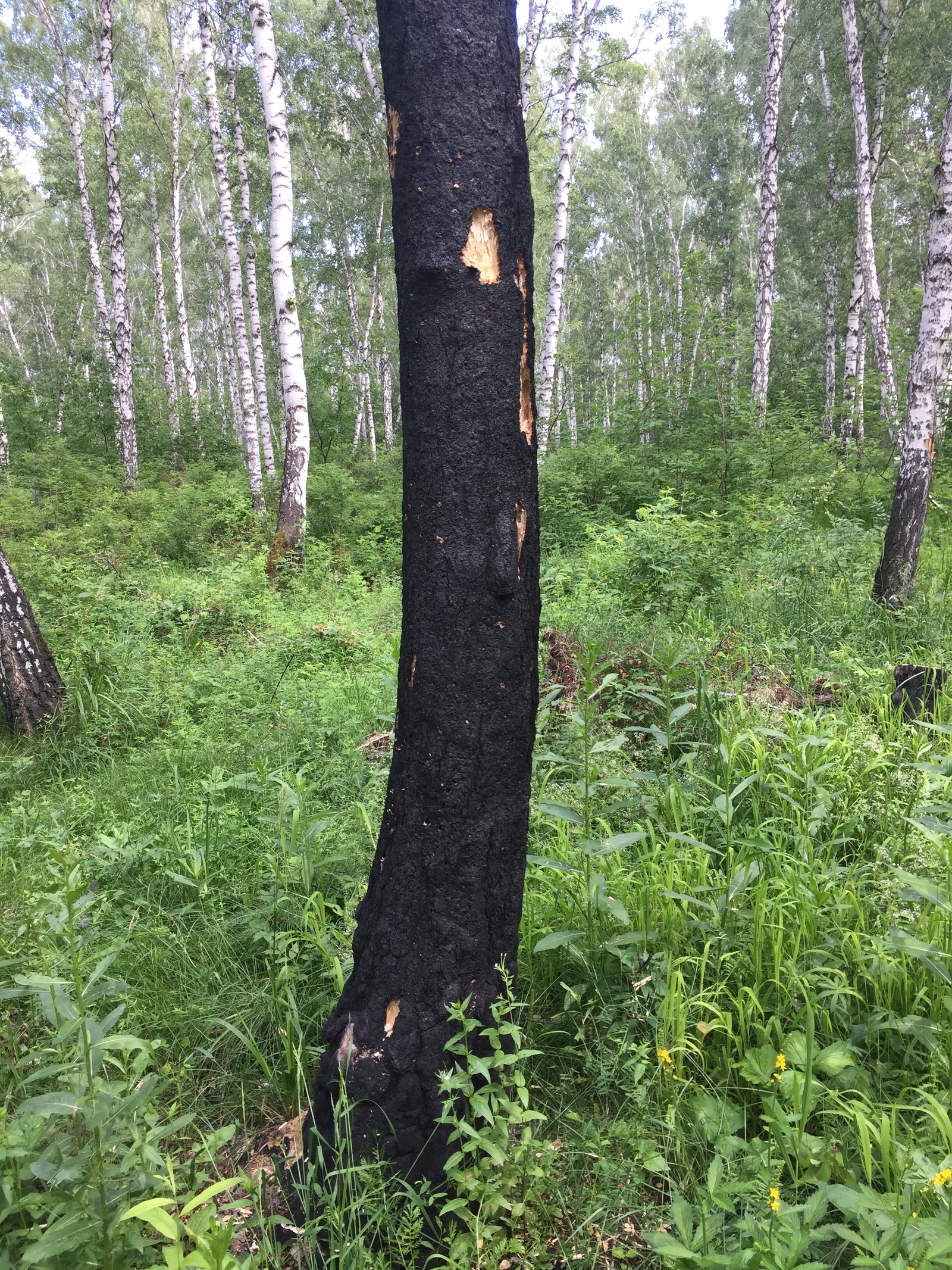 Consequences of a lightning strike - My, Bugrinskaya grove, Summer, Dalmatian, Nature, Birch, Lightning, Longpost