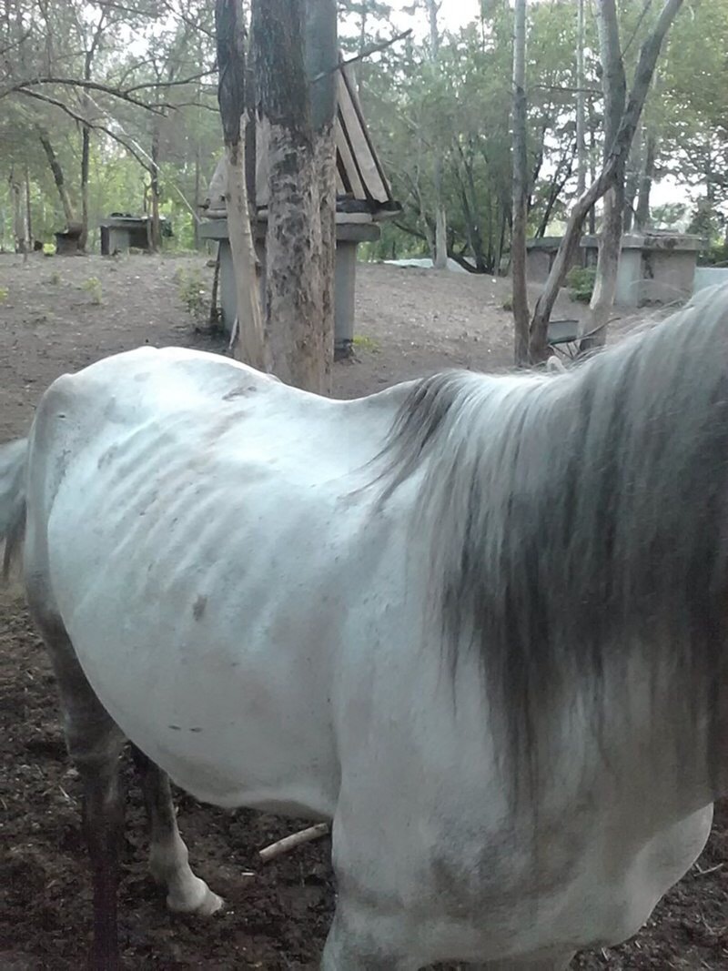 Dying horses found on the territory of the Tyumen plant - Horses, Help, Horror, Longpost