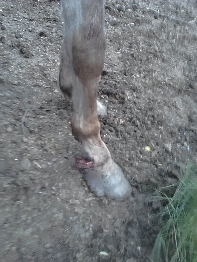 Dying horses found on the territory of the Tyumen plant - Horses, Help, Horror, Longpost