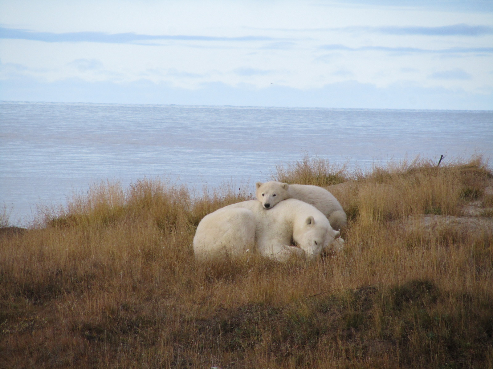 Far North through the eyes of a geologist (AKHTUNG MANY PICTURES) - My, Yamal, Geology, Longpost